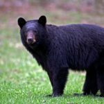 california-couple-fight-off-attacking-black-bear-with-hatchet-and-water-bottle