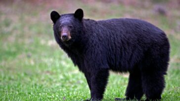 california-couple-fight-off-attacking-black-bear-with-hatchet-and-water-bottle