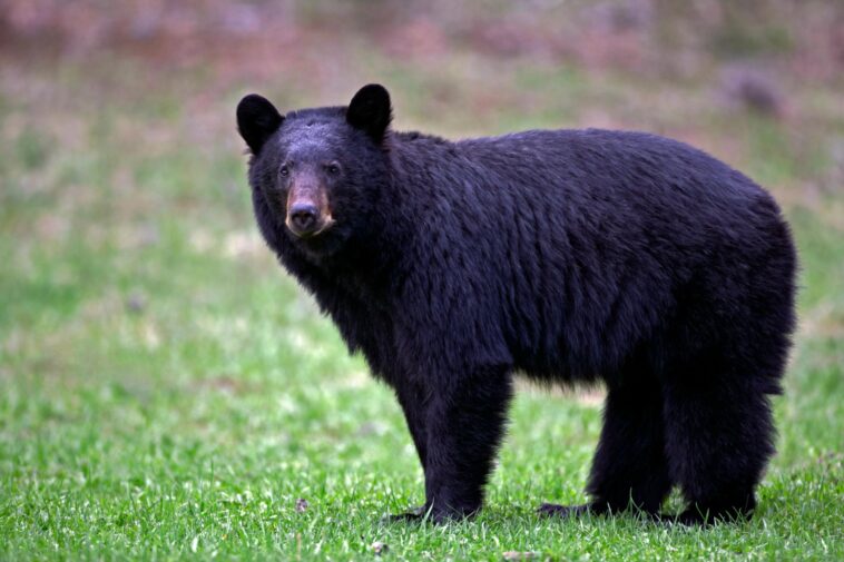 california-couple-fight-off-attacking-black-bear-with-hatchet-and-water-bottle