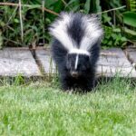 popular-household-remedy-for-keeping-skunks-away-dismissed-as-myth-by-wildlife-expert