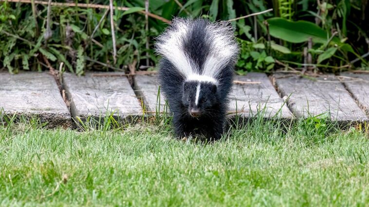 popular-household-remedy-for-keeping-skunks-away-dismissed-as-myth-by-wildlife-expert