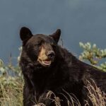 couple-injured-wielding-water-bottle-and-hatchet-to-fight-off-black-bear-outside-california-home