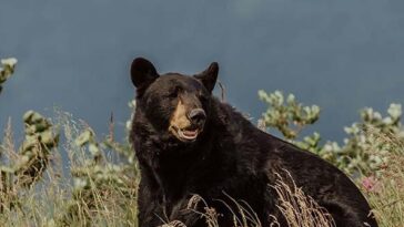 couple-injured-wielding-water-bottle-and-hatchet-to-fight-off-black-bear-outside-california-home