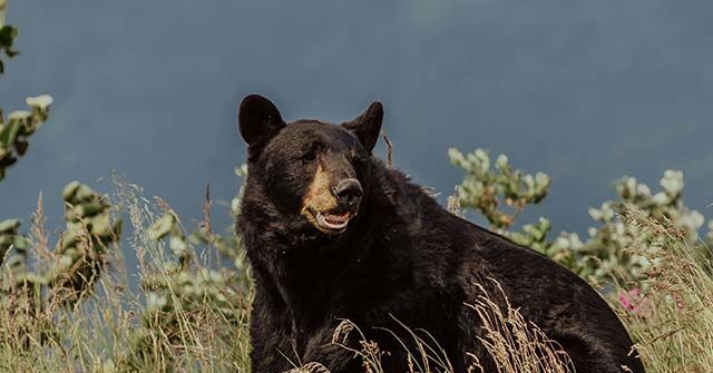 couple-injured-wielding-water-bottle-and-hatchet-to-fight-off-black-bear-outside-california-home
