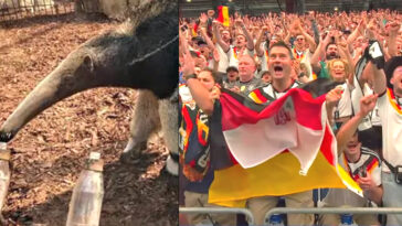 bye-bye,-oracle:-famous-anteater-taio-predicts-a-draw-between-germany-and-curacao-in-the-world-cup-–-but-the-4-time-champions-destroy-first-time-participants-by-7×1