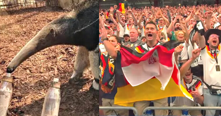 bye-bye,-oracle:-famous-anteater-taio-predicts-a-draw-between-germany-and-curacao-in-the-world-cup-–-but-the-4-time-champions-destroy-first-time-participants-by-7×1