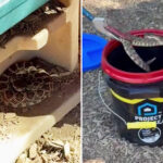vicious-rattlesnake-goes-berserk-after-child-spots-it-in-preschool-playhouse
