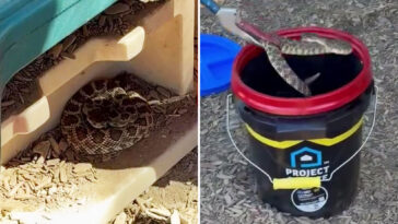 vicious-rattlesnake-goes-berserk-after-child-spots-it-in-preschool-playhouse