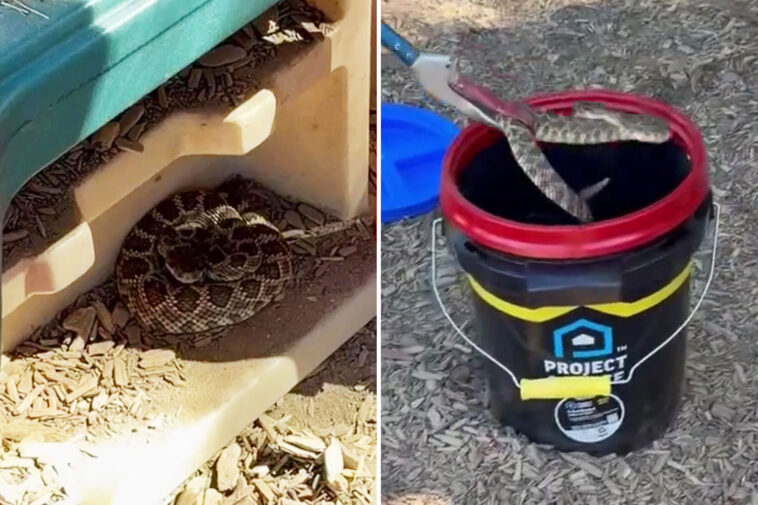 vicious-rattlesnake-goes-berserk-after-child-spots-it-in-preschool-playhouse