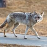 deadly-‘fox-tapeworm’-linked-to-lethal-disease-detected-in-west-coast-wildlife