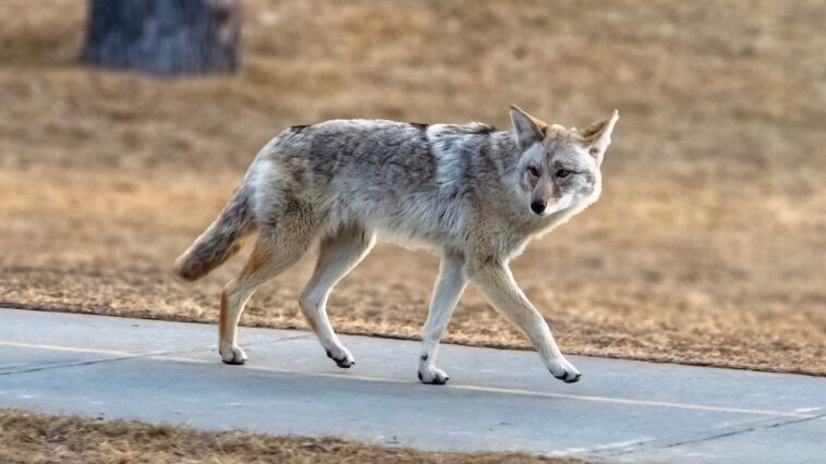 deadly-‘fox-tapeworm’-linked-to-lethal-disease-detected-in-west-coast-wildlife