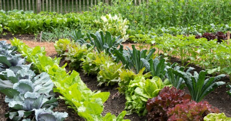 horror-discovery:-remains-of-more-than-30-unborn-babies-found-in-pathologist’s-garden