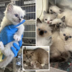 78-‘sick,-frightened’-ragdoll-cats-rescued-from-horrific-pennsylvania-home