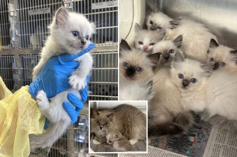 78-‘sick,-frightened’-ragdoll-cats-rescued-from-horrific-pennsylvania-home