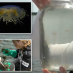 invasive-jellyfish-with-a-painful-sting-returns-to-jersey-shore,-worrying-beachgoers