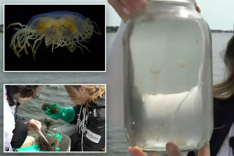invasive-jellyfish-with-a-painful-sting-returns-to-jersey-shore,-worrying-beachgoers