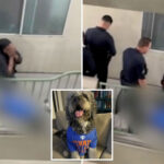 knicks-watch-party-horror-as-family-dog-is-shot-by-la-cops-—-as-harrowing-video-emerges