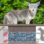 deadly-‘fox-tapeworm’-linked-to-lethal-disease-detected-in-west-coast-wildlife