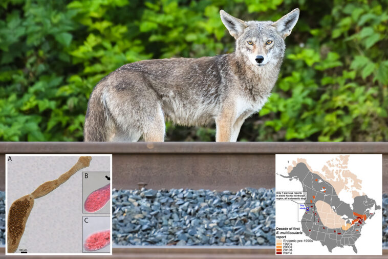deadly-‘fox-tapeworm’-linked-to-lethal-disease-detected-in-west-coast-wildlife