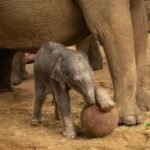 adorable-baby-elephant-celebrates-world-cup-by-‘playing’-soccer