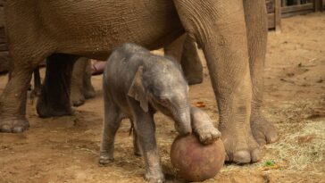 adorable-baby-elephant-celebrates-world-cup-by-‘playing’-soccer