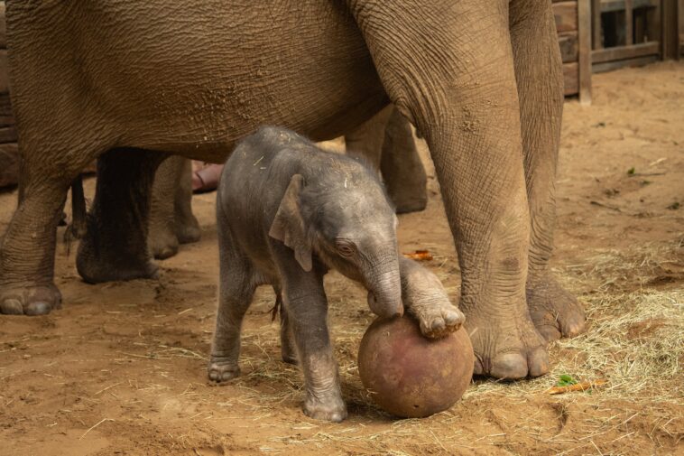 adorable-baby-elephant-celebrates-world-cup-by-‘playing’-soccer
