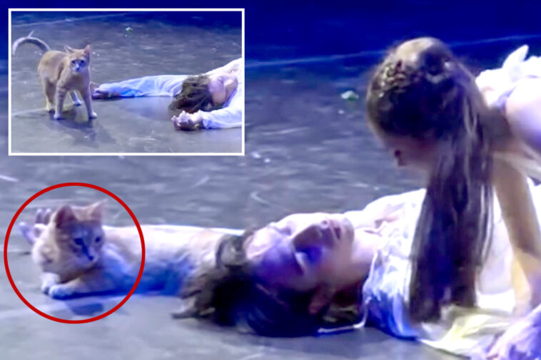 watch-a-wayward-cat-upstage-performers-in-final-scene-of-‘romeo-and-juliet’