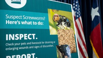 screwworm-cases-jump:-farmers,-ranchers,-and-pet-owners-are-on-edge