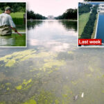 nasty-green-algae-returns-to-dc’s-reflecting-pool-after-trump’s-$14m-glow-up
