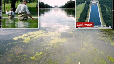 nasty-green-algae-returns-to-dc’s-reflecting-pool-after-trump’s-$14m-glow-up