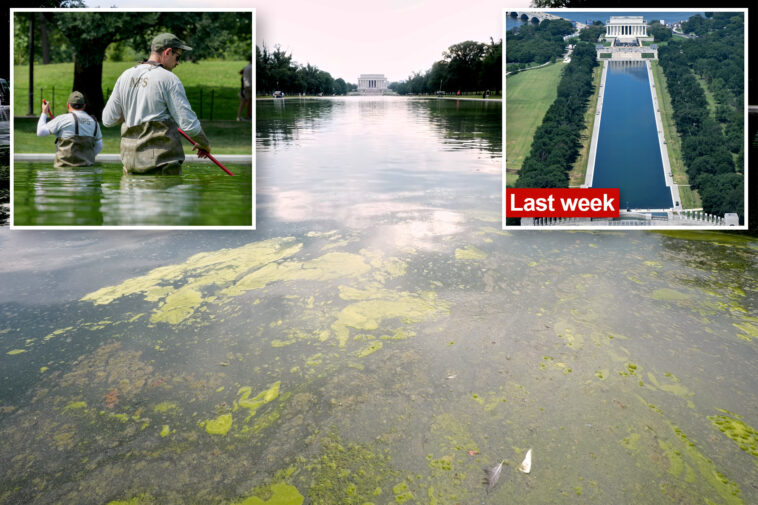 nasty-green-algae-returns-to-dc’s-reflecting-pool-after-trump’s-$14m-glow-up