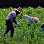 three-defendants-sentenced-for-‘modern-day-slavery’-scheme-trafficking-foreign-workers-into-us.