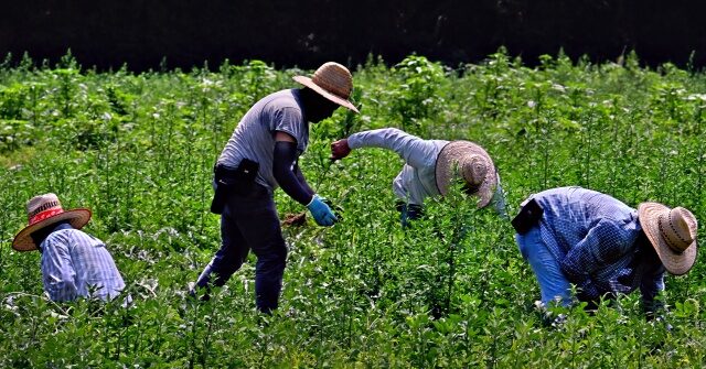 three-defendants-sentenced-for-‘modern-day-slavery’-scheme-trafficking-foreign-workers-into-us.