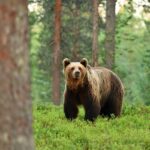 a-practical-guide-to-not-getting-mauled-by-a-bear-while-hiking-or-camping-this-summer