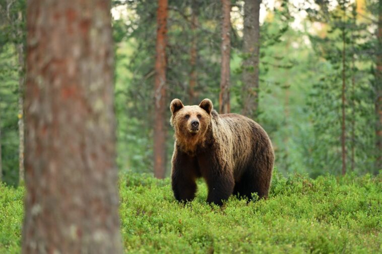 a-practical-guide-to-not-getting-mauled-by-a-bear-while-hiking-or-camping-this-summer