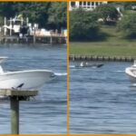 heroic-us.-coast-guard-crew-jumps-aboard-runaway-boat-in-maryland-after-operator-falls-overboard