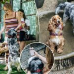 dog-dating-app-sniffs-out-new-furry-friends-—-and-prods-owners-to-break-out-of-their-bubbles:-‘it-was-fun-for-me, too’