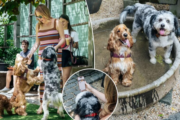 dog-dating-app-sniffs-out-new-furry-friends-—-and-prods-owners-to-break-out-of-their-bubbles:-‘it-was-fun-for-me, too’