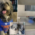fundraiser-for-dog-in-knicks-jersey-shot-by-lapd-raises-more-than-$100k-amid-public-outcry