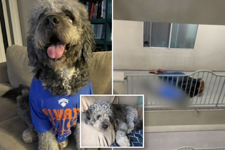 fundraiser-for-dog-in-knicks-jersey-shot-by-lapd-raises-more-than-$100k-amid-public-outcry