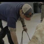 exclusive:-breitbart-news-gets-sneak-peak-into-atf-canine-training