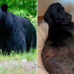 alaska-woman-uses-weapon-to-survive-terrifying-bear-attack-after-predator-mauls-pooch:-‘i-thought-i-was-dead’