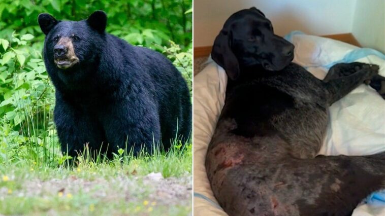 alaska-woman-uses-weapon-to-survive-terrifying-bear-attack-after-predator-mauls-pooch:-‘i-thought-i-was-dead’