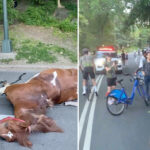 nyc-carriage horse-ate-‘lethal’-amount-of-toxic-plant-in-central-park-before-dying,-report-finds