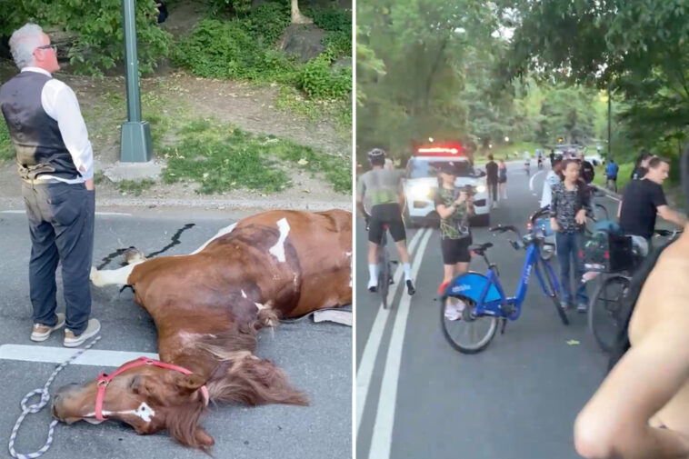 nyc-carriage horse-ate-‘lethal’-amount-of-toxic-plant-in-central-park-before-dying,-report-finds 