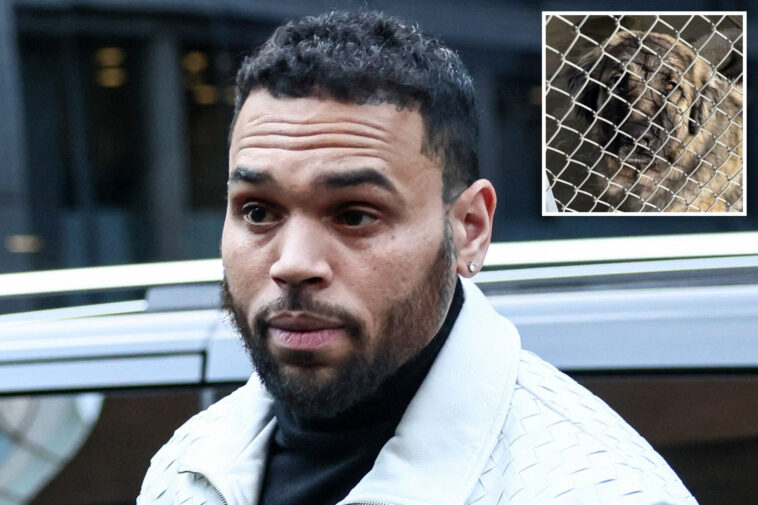 shocking-mistrial-declared-in-$90m-chris-brown-lawsuit-involving-dog-‘hades’
