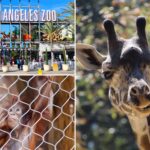 la-zoo-sees-visitors-disappear-as-city-resists-critical-change-that-would-save-it