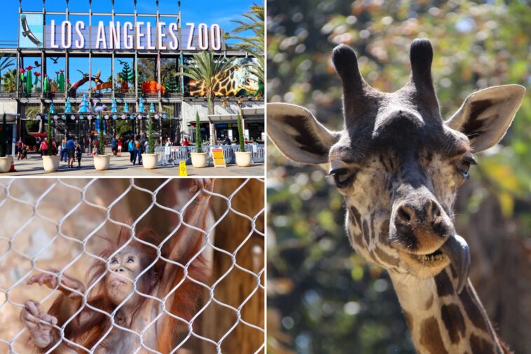 la-zoo-sees-visitors-disappear-as-city-resists-critical-change-that-would-save-it