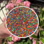 lines-wrap-around-block-as-customers-wait-hours-for-viral-dot-cakes-that-sell-out-within-minutes
