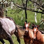 australia-to-begin-mass-aerial-slaughter-of-wild-horses-from-helicopter-gunships